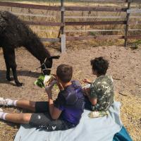 Lama Besuch Picknick